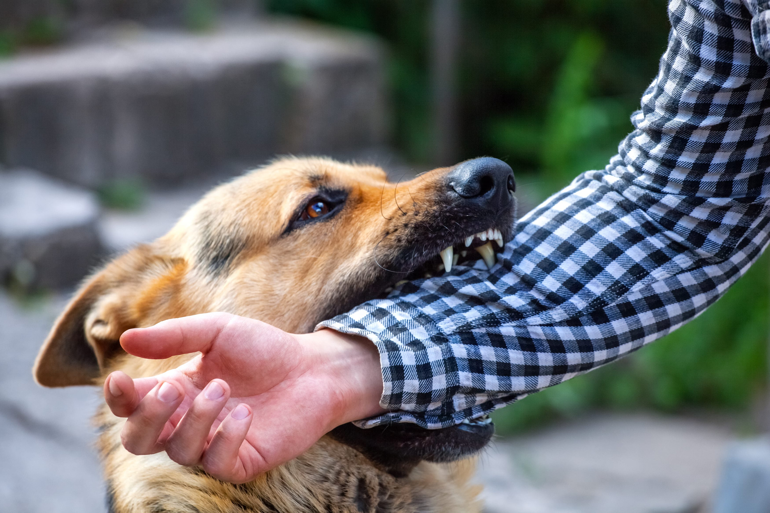 dog bite laws in massachusetts